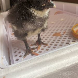 Meet your Posher, Katherine